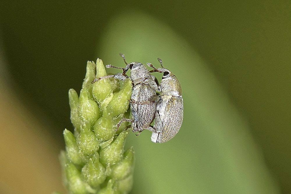 Tychius ma quale? - Tychius meliloti